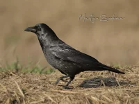 Zwarte Kraai [Corvus corone]